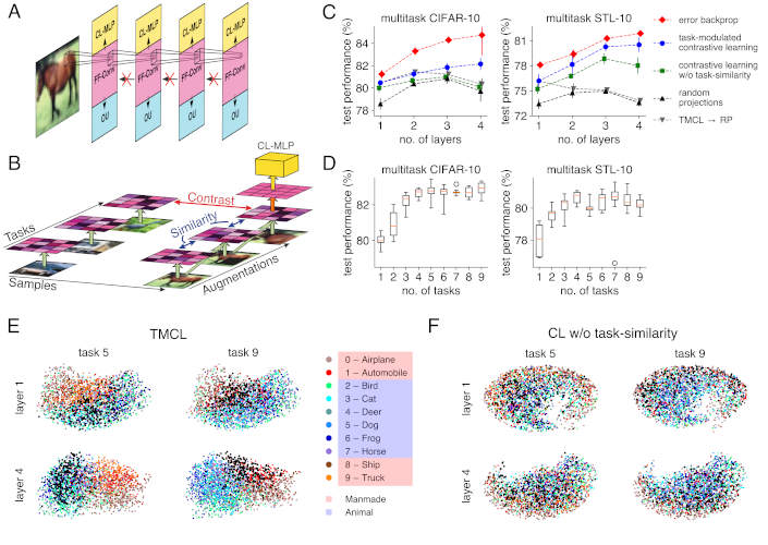 Task-Modulated Contrastive Learning (TMCL) is a layer-local learning algorithm, that consolidates learned dendrites-inspired task-modulations into task-agnostic feedforward weights.